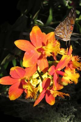 Read Online Epidendrum Orchid and a Butterfly, for the Love of Flowers: Blank 150 Page Lined Journal for Your Thoughts, Ideas, and Inspiration -  | ePub