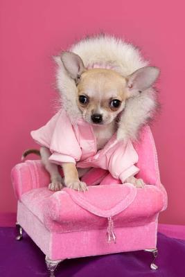 Download Fashionable Chihuahua in Pink Dog Journal: 150 Page Lined Notebook/Diary -  | PDF