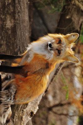 Full Download Red Fox Staring Back: Blank 150 Page Lined Journal for Your Thoughts, Ideas, and Inspiration -  | ePub