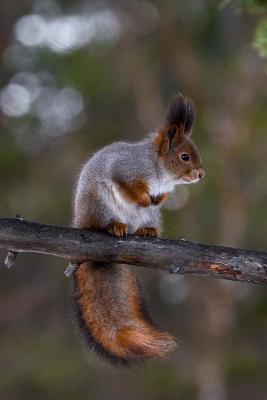 Download Say Hello to the Squirrel Journal: 150 Page Lined Notebook/Diary -  file in PDF